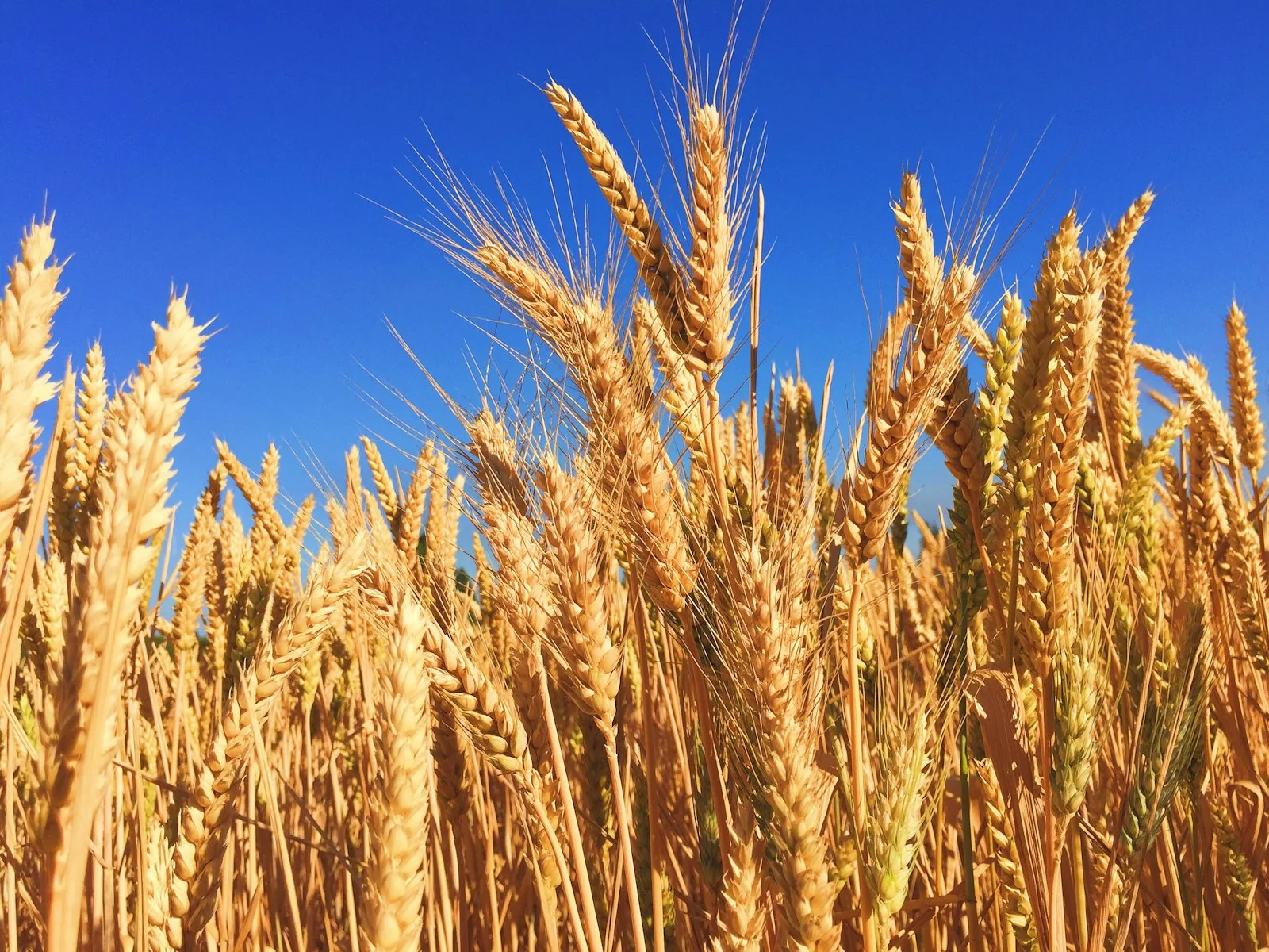 Le grain à préserver de l'humidité, des insectes et de l'échauffement.